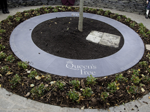 Queens Tree Luss 81